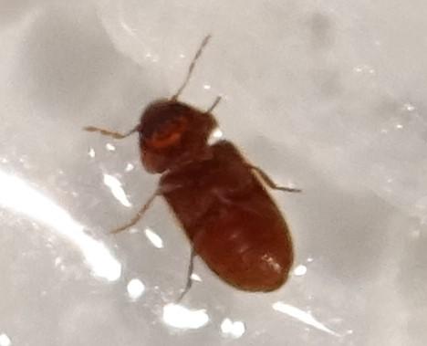 Anobiinae